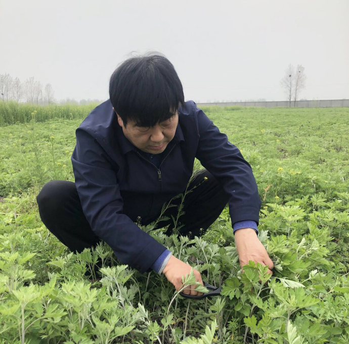 用哲学思维传承医药国粹，用大AI产业带动地方扶贫——记绿莹艾草生物制品有限公司董事长马文晓