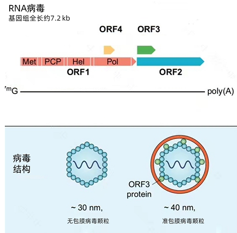 【专业科普】戊肝病毒知识速览