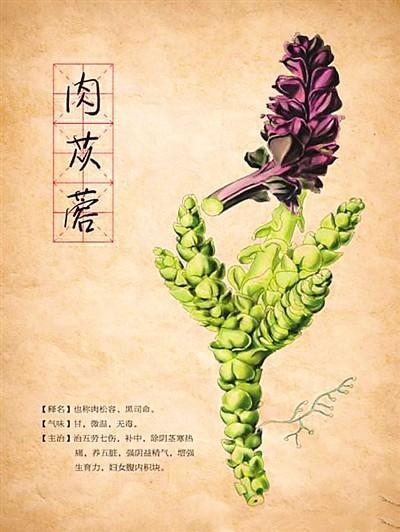 “中式养生”新趋势，华洪生态科技开创即饮肉苁蓉草本精华饮新食代