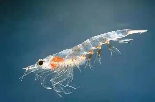 鱼油不能随便吃!这些坑千万不要踩!