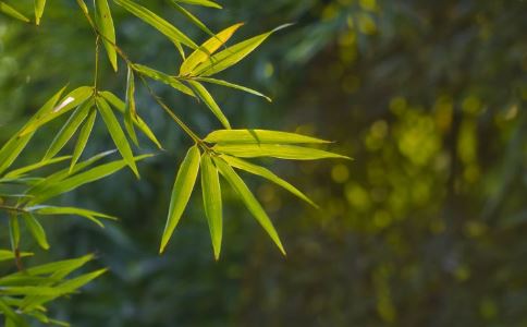 淡竹叶水的功效 淡竹叶和竹叶的区别 淡竹叶的吃法