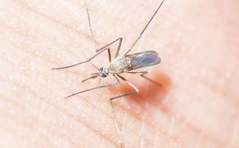 60只蚊子写作文 如何预防蚊子叮咬 蚊虫叮咬的危害