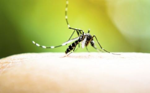 60只蚊子写作文 如何预防蚊子叮咬 蚊虫叮咬的危害